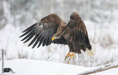 In winter, a significant part of the White tailed Eagle's diet is made up of dead animals © Siarhei