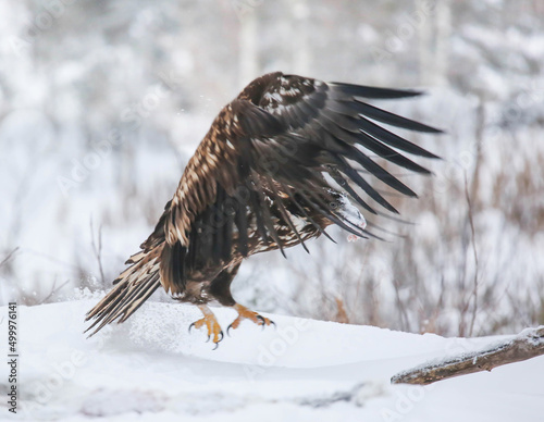 In winter, a significant part of the White tailed Eagle's diet is made up of dead animals