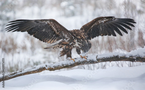 In winter, a significant part of the White tailed Eagle's diet is made up of dead animals
