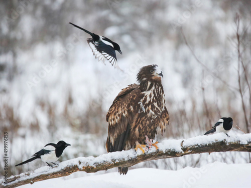 In winter, a significant part of the White tailed Eagle's diet is made up of dead animals