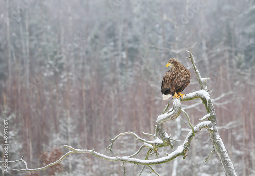 In winter, a significant part of the White tailed Eagle's diet is made up of dead animals