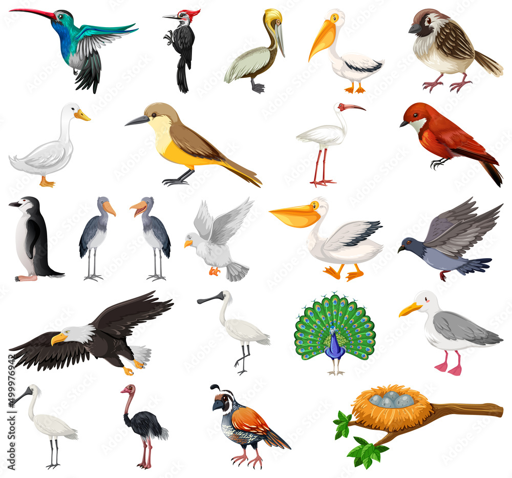 Different kinds of birds collection Stock Vector | Adobe Stock