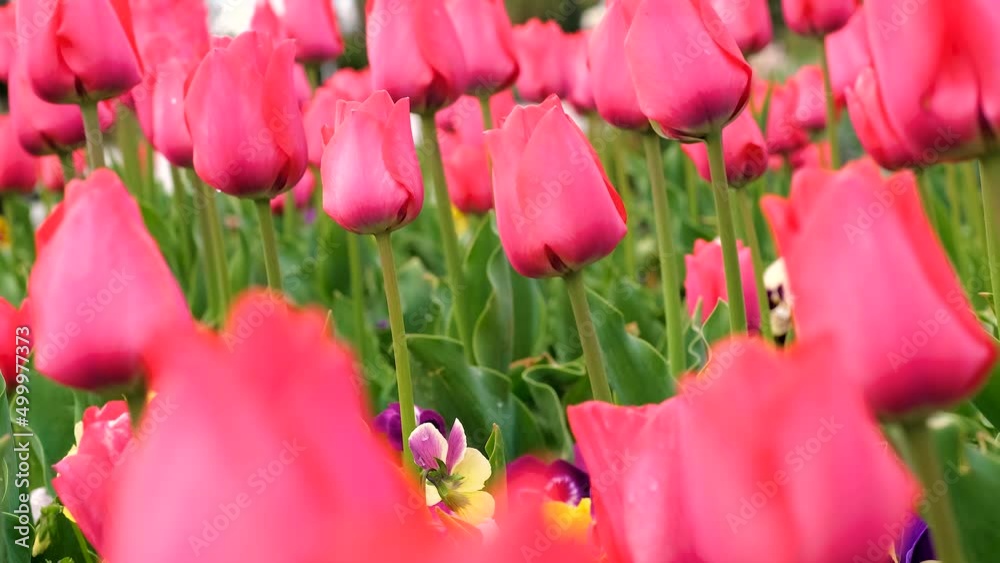 Tulips in the the Sunny Spring weather Breeze Wind 4k Tulips in the the Sunny Spring weather Breeze Wind 4k