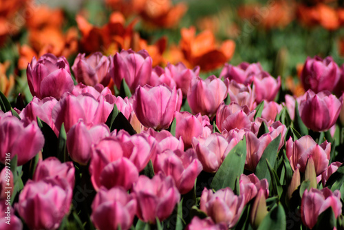 tulips in the garden