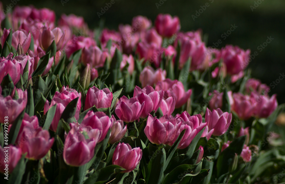 field of pink tulips field of pink tulips