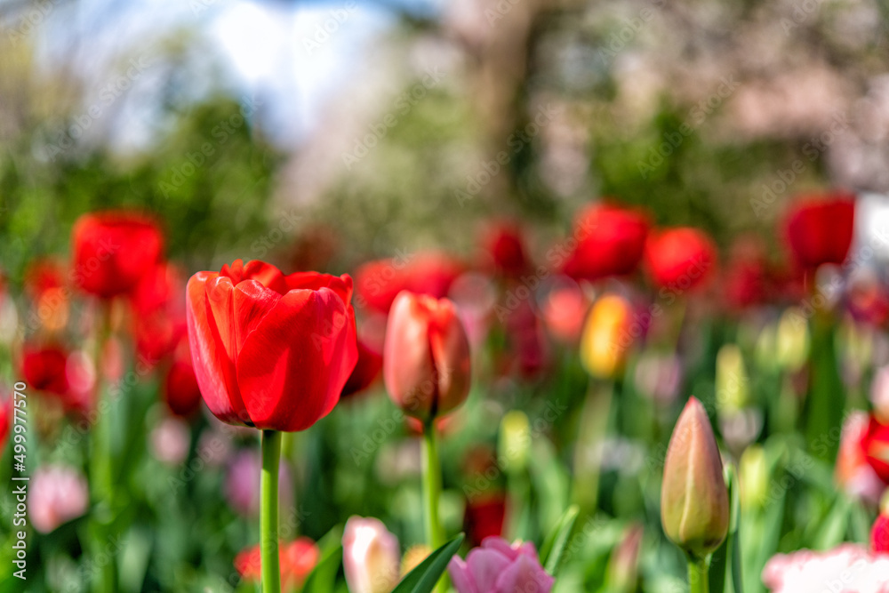 チューリップ　　tulips
 花　　　　flowers