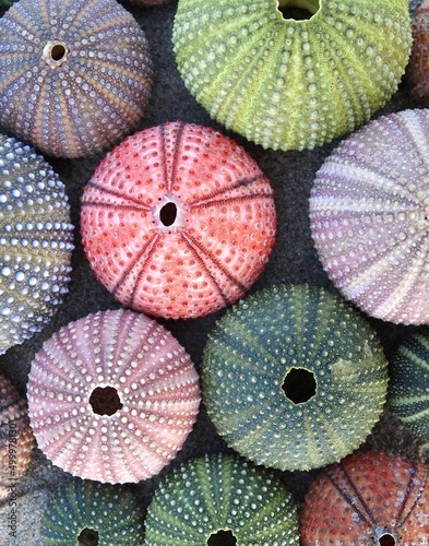 Top view of colorful sea urchin shells on wet sand, forming a seamless natural pattern