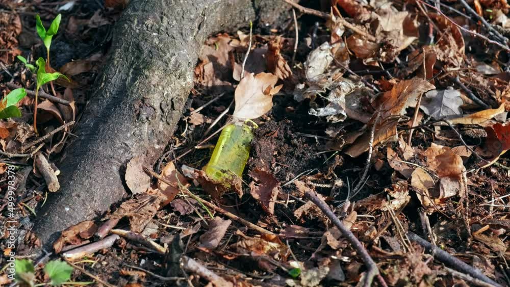 Cigarrete Gas Lighter Lost in Forest Dry Leaves Foliage