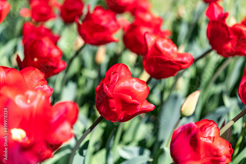                         tulips                       flowers