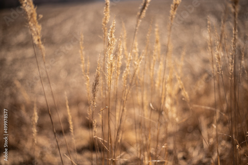 pampas grass neutral beige color background close up. Plant texture. © Hanna