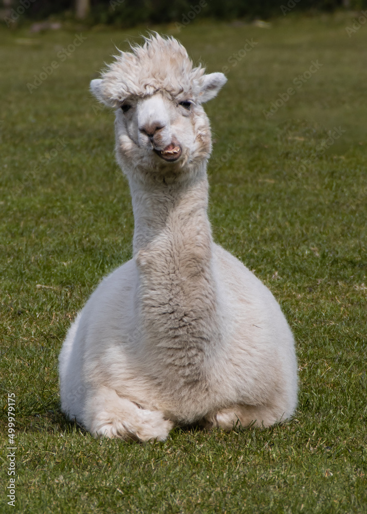 Fototapeta premium Drama Lama