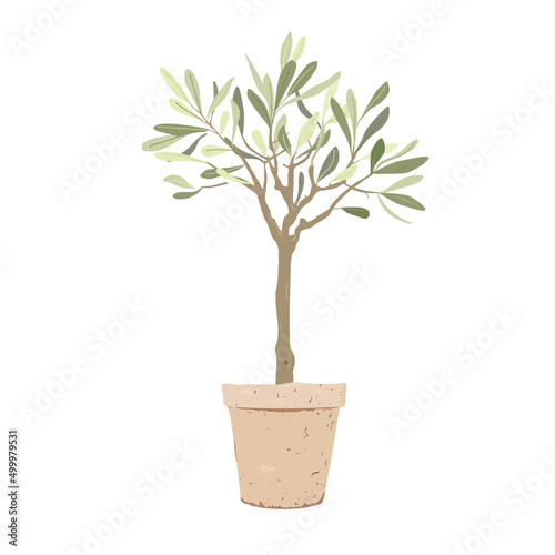 Olives tree with in stylish clay pot isolated on white background. Home plant decor element.
