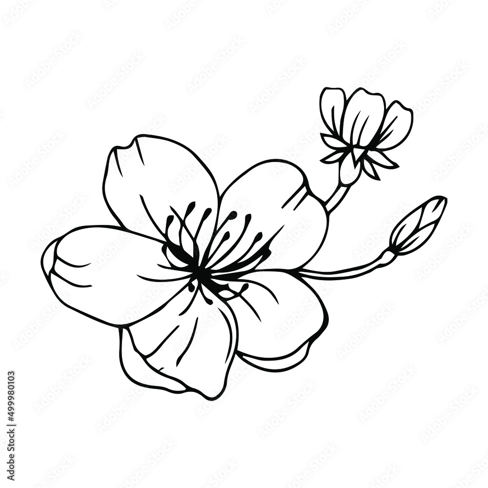 Fototapeta premium Sketch of spring flowers of quince, almond, apple tree branches with buds and flowers. Hand draw botanical doodle vector illustration in black contrast with white fill.