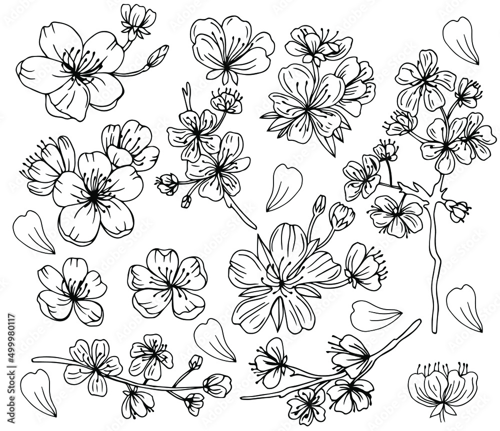 Sakura flowers blossom set, hand drawn line ink style. Cure doodle cherry plant vector illustration, black isolated on white background. Realistic floral bloom for spring japanese or chinese holiday