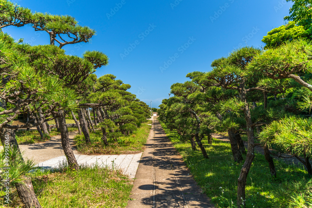 Naklejka premium 三浦半島南端 城ヶ島公園の松林【神奈川県・三浦市】