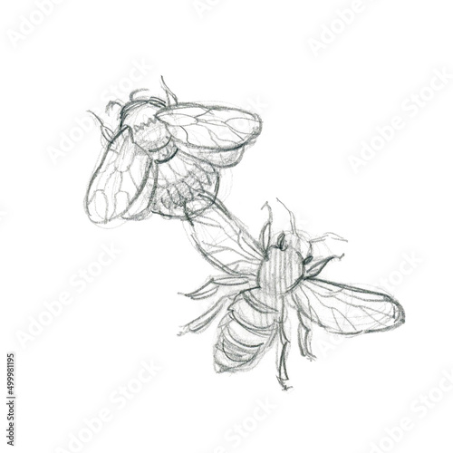 Hand-drawn graphite pencil sketch of bumblebee and bee. Freehand pencil drawing isolated on white background.