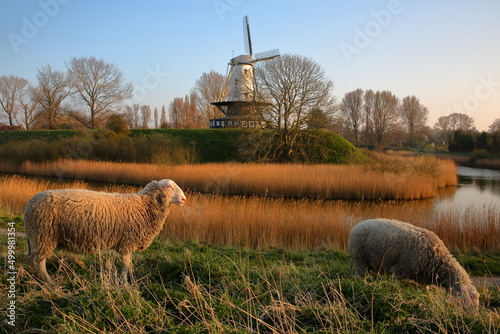 Sheep grazing on a meadow overlooking the fortified walls surrounding Veere, Zeeland, Netherlands, with a traditional windmill in the background photo