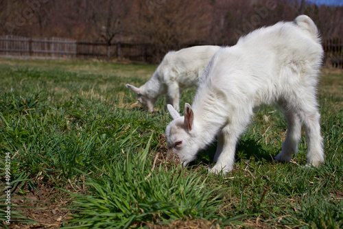 White goats in a meadow of a goat farm. White goats. Lovely white baby goat running on grass. White baby goat sniffing green grass outside at an animal sanctuary. © LP