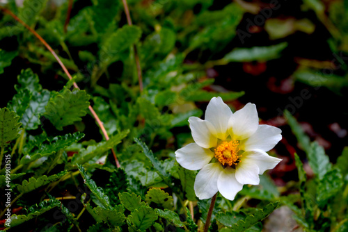 A beautiful white flower blooms on a meadow in the park.