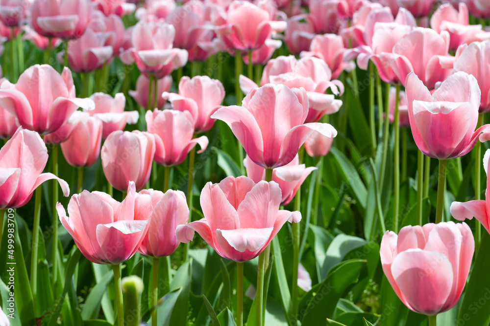 Fototapeta premium 神奈川県横浜市 横浜公園のチューリップ