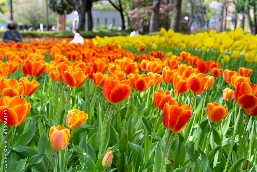 神奈川県横浜市 横浜公園のチューリップ 神奈川県横浜市 横浜公園のチューリップ