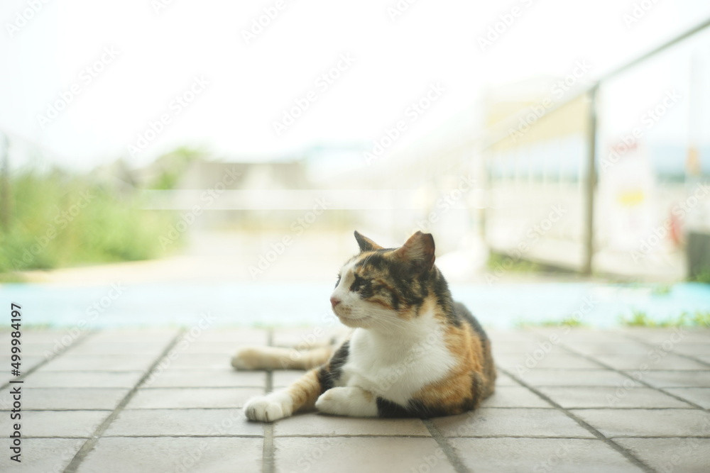Cat living in Shingugyoko port, Fukuoka  [taken with old lens/ Jupiter-8]
