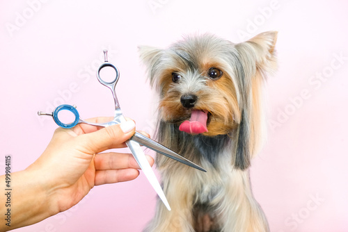 dog in a grooming salon; Haircut, scissors. pet gets beauty treatments