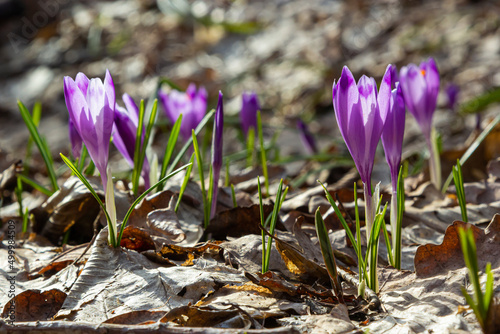 Close up of a woodland crocus, crocus tommasinianus, flower emerging into bloom photo