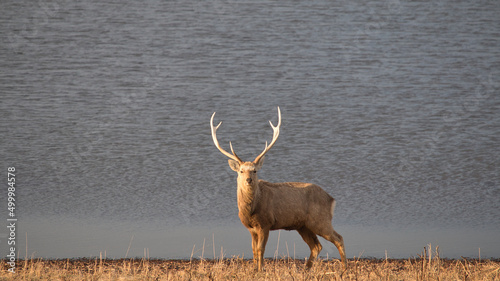 Deer with antlers by large grey lake