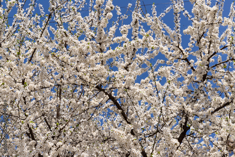 Beautiful branches of blossoming cherries. Beautiful abstract spring background. Beautiful branches of blossoming cherries. Beautiful abstract spring background.