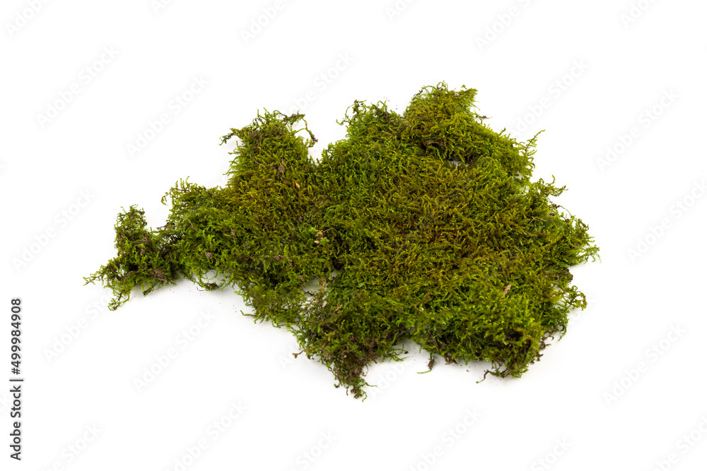 Moss green on white background. Space for text. Moss green on white background. Space for text.