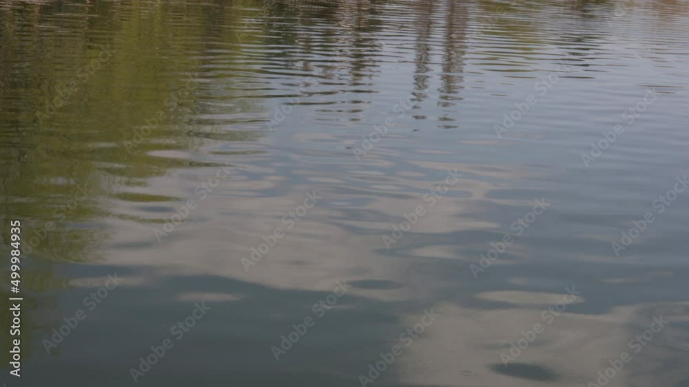 reflection of a tree in water reflection of a tree in water