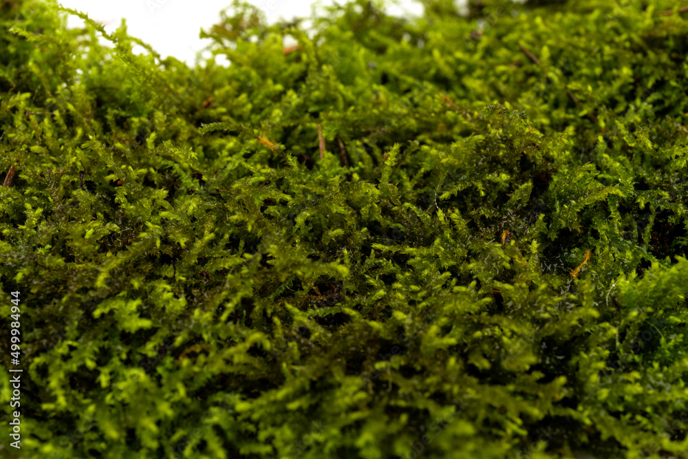 Moss green on white background. Space for text. Moss green on white background. Space for text.