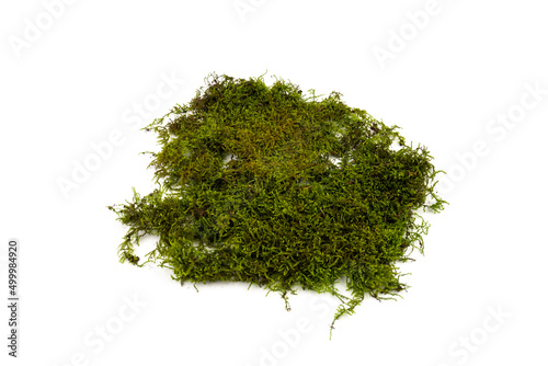 Moss green on white background. Space for text.