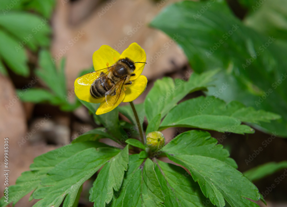Honey bee on Yellow wood Anemone, Anemonoides ranunculoides. Nature awakening in spring Honey bee on Yellow wood Anemone, Anemonoides ranunculoides. Nature awakening in spring