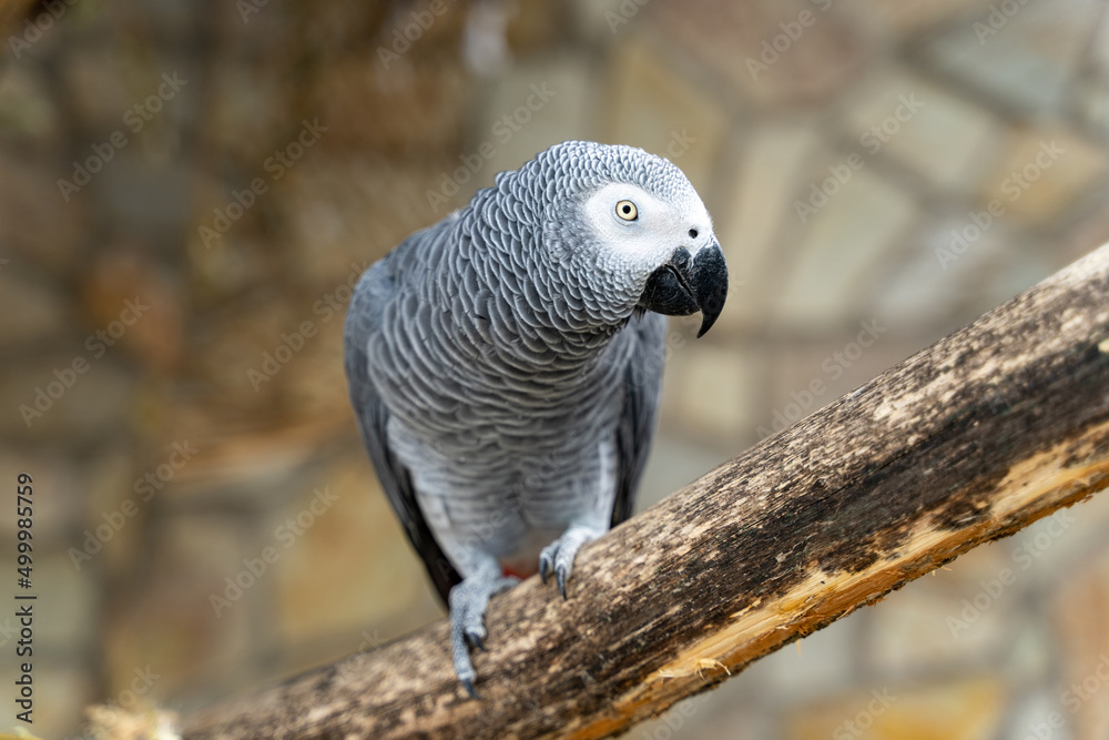 Obraz premium Gray parrot