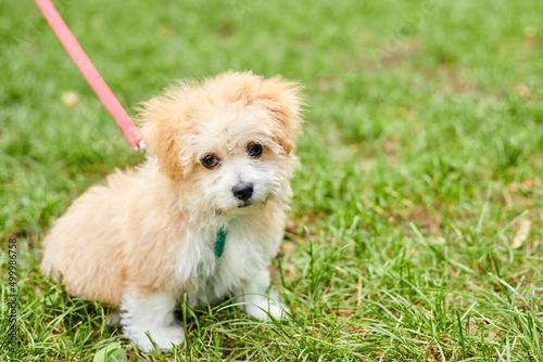 Little Maltipoo puppy is walking in green grass