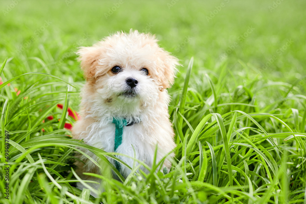 Little Maltipoo puppy is walking in green grass