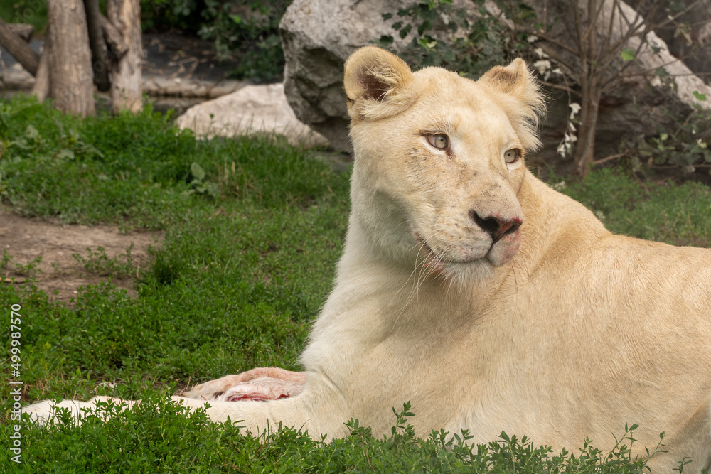 Naklejka premium Female lion 