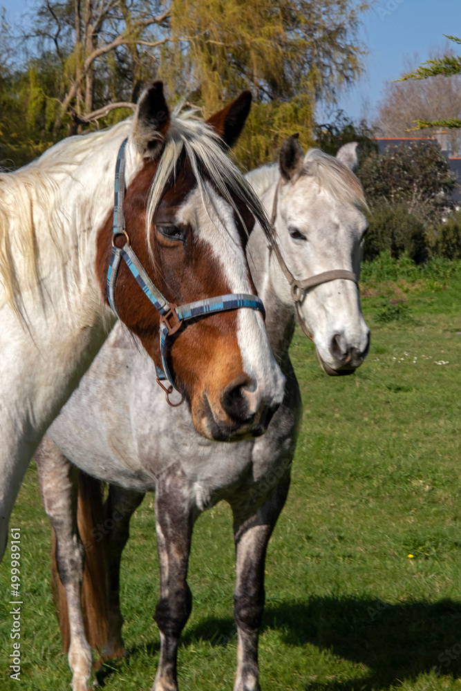 Têtes de chevaux Appaloosa Snowflake et Varnish de profil Têtes de chevaux Appaloosa Snowflake et Varnish de profil