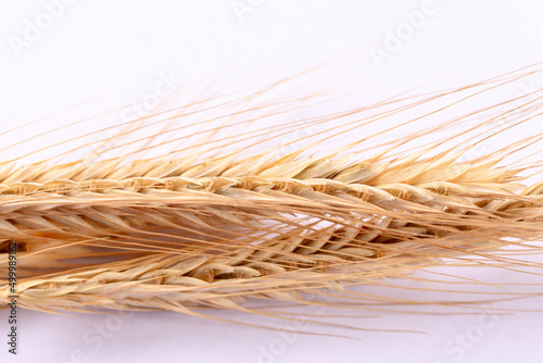 Close up wheat ears on white background.