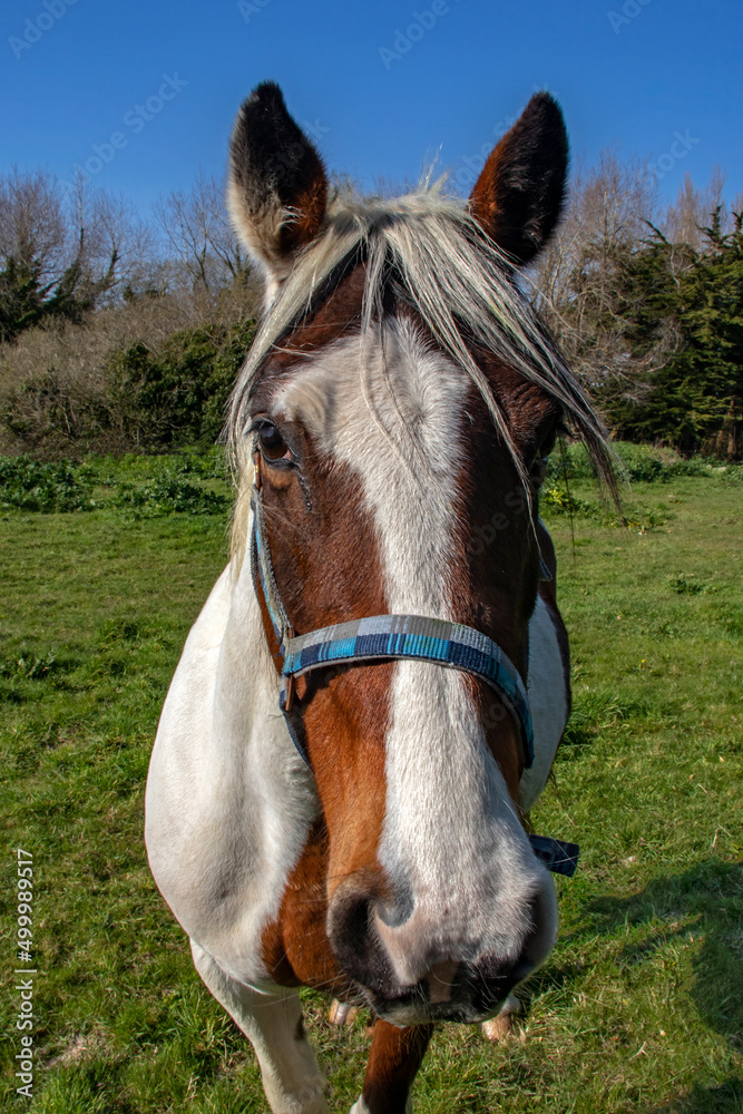 Tête d’un cheval Appaloosa Snowflake de face Tête d’un cheval Appaloosa Snowflake de face