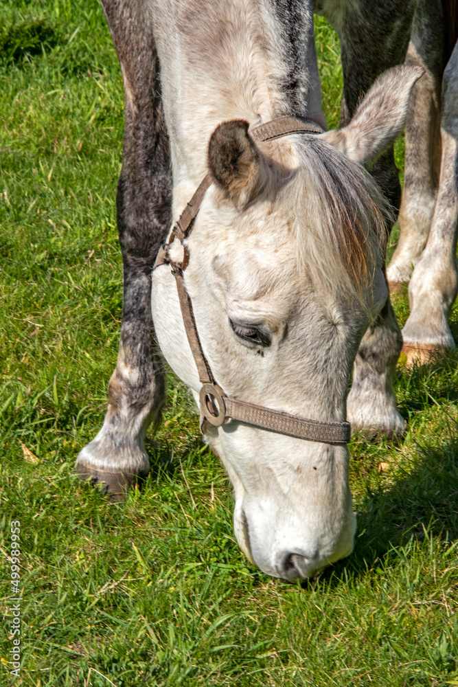 Tête d'un cheval Appaloosa Varnish en train de brouter de l'herbe Stock  Photo