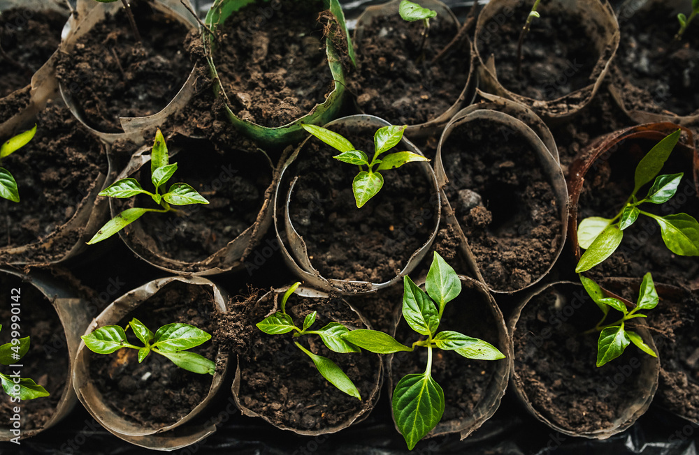 Seedlings, pepper leaves sprout from the ground in a greenhouse in the garden. Photo, top view. Seedlings, pepper leaves sprout from the ground in a greenhouse in the garden. Photo, top view.