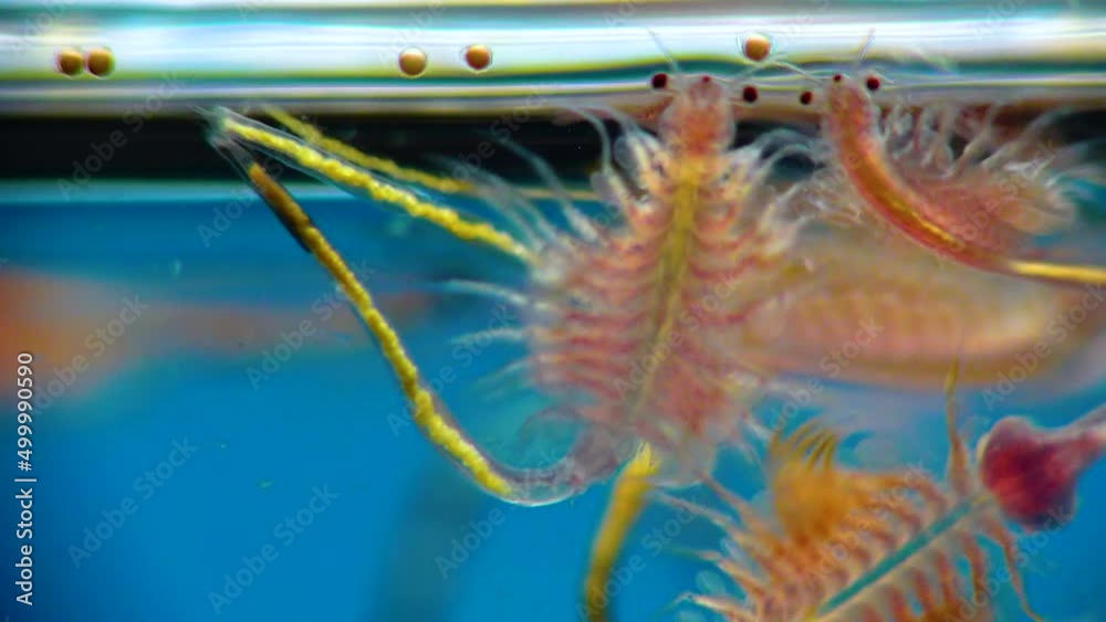 Artemia salina - small hypersaline crustaceans that live in salty waters of closed reservoirs. Kuyalnik Estuary, Ukraine Artemia salina - small hypersaline crustaceans that live in salty waters of closed reservoirs. Kuyalnik Estuary, Ukraine