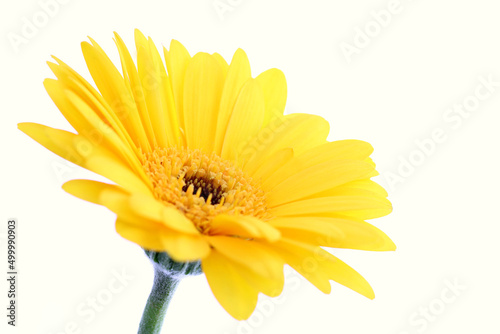 Deep yellow gerbera flower isolated against a white background. Shallow depth of field, focus is on stamens.