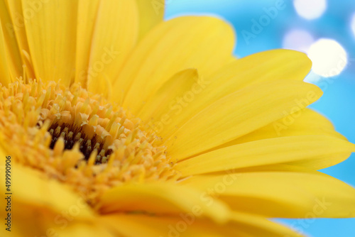 Deep yellow gerbera flower against a blue background. Sunlight glitters in the background. Shallow depth of field, focus is on stamens.