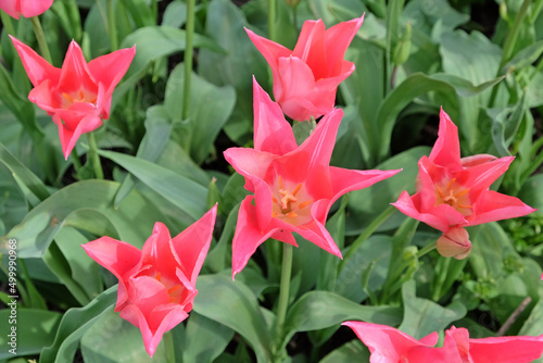 Hot pink single lily flowered tulip 'Pretty Woman' in flower #499990968