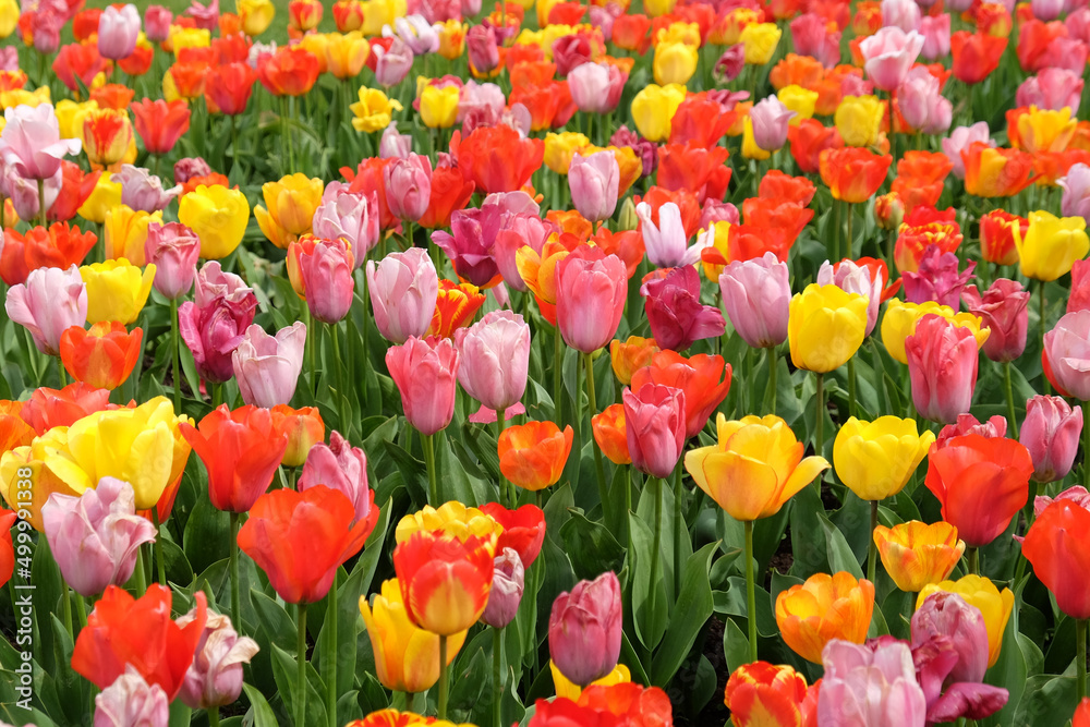A colourful mix of hybrid triumph tulips in flower. - obrazy, fototapety, plakaty 