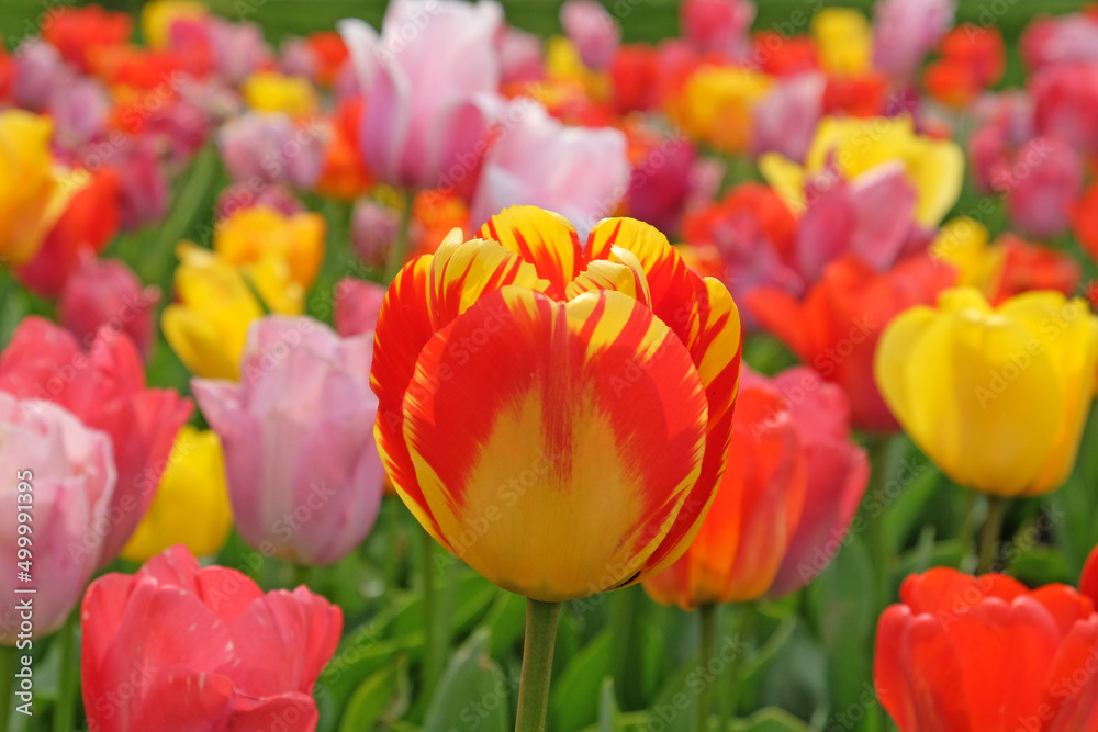 Variegated Yellow and red single triumph flowered tulip in flower